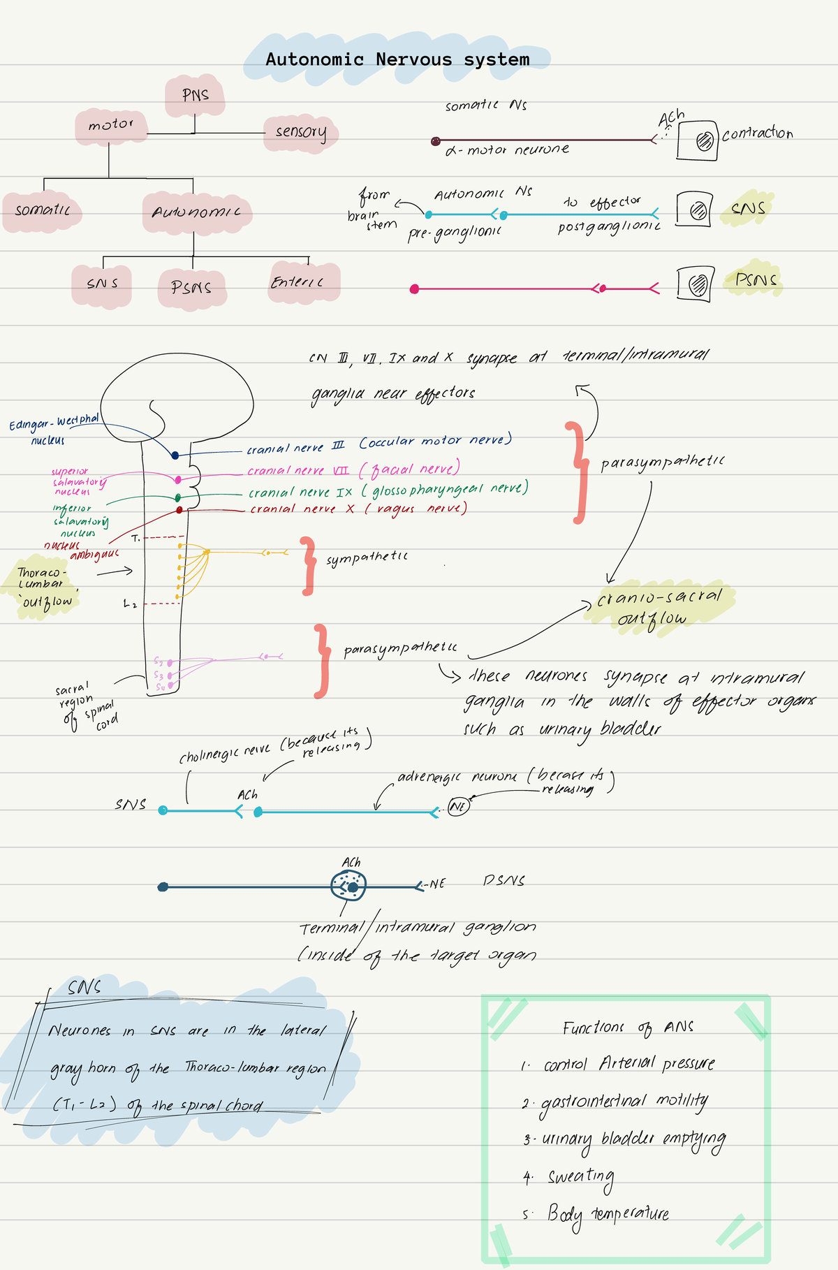 5 autonomic nervous system - MBBS Medicine - Studocu