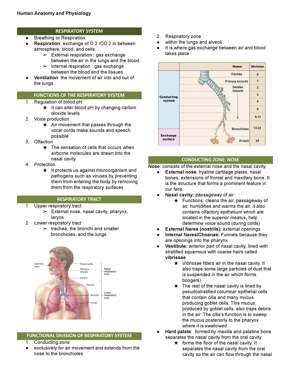 Respiratory System - Lecture materials concerning the study of the ...