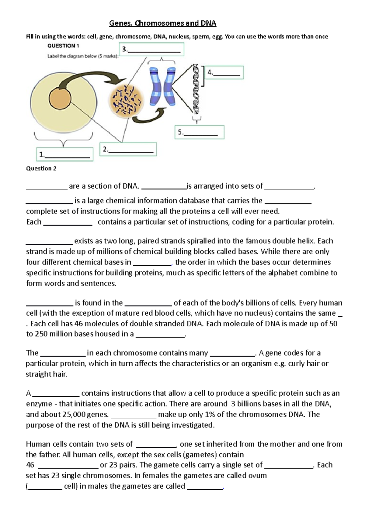 Genes Chromosomes And Dna Worksheet Simple Genes Chromosomes And