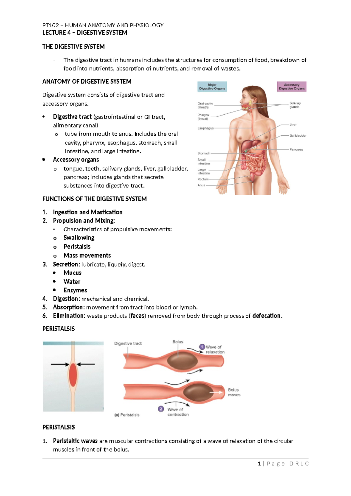 THE Digestive System - I'm sharing the notes I took during my Human ...