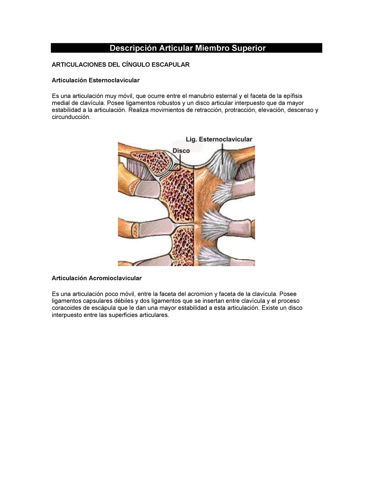 Articulaciones M.S Descripci n Articular Miembro Superior