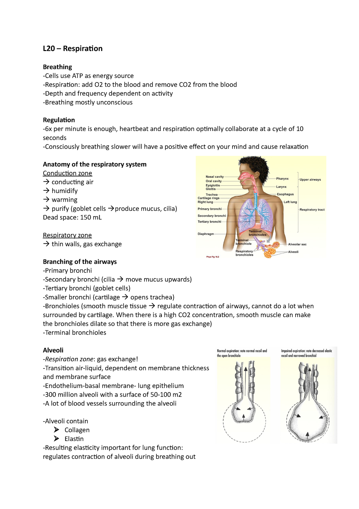 Lecture 20 Notes L20 Respiration Breathing Cells Use Atp As Energy