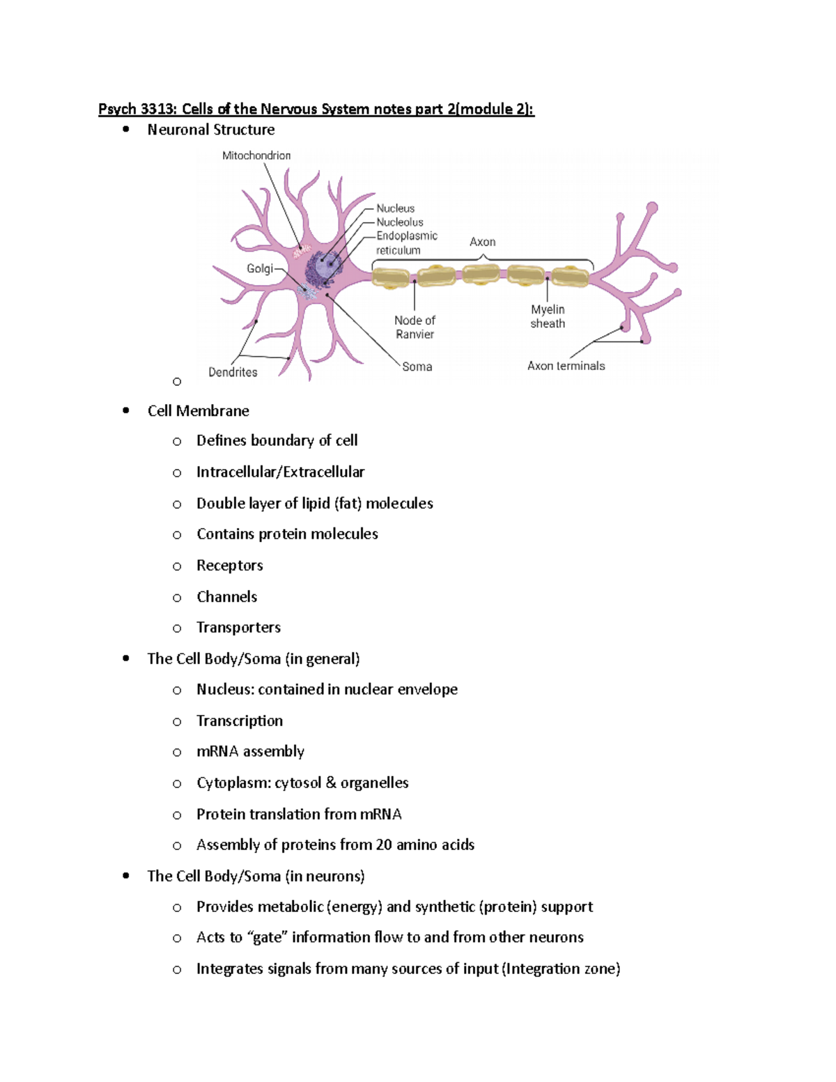 Psych 3313 Cells of the Nervous System notes part 2(module 1) - many ...
