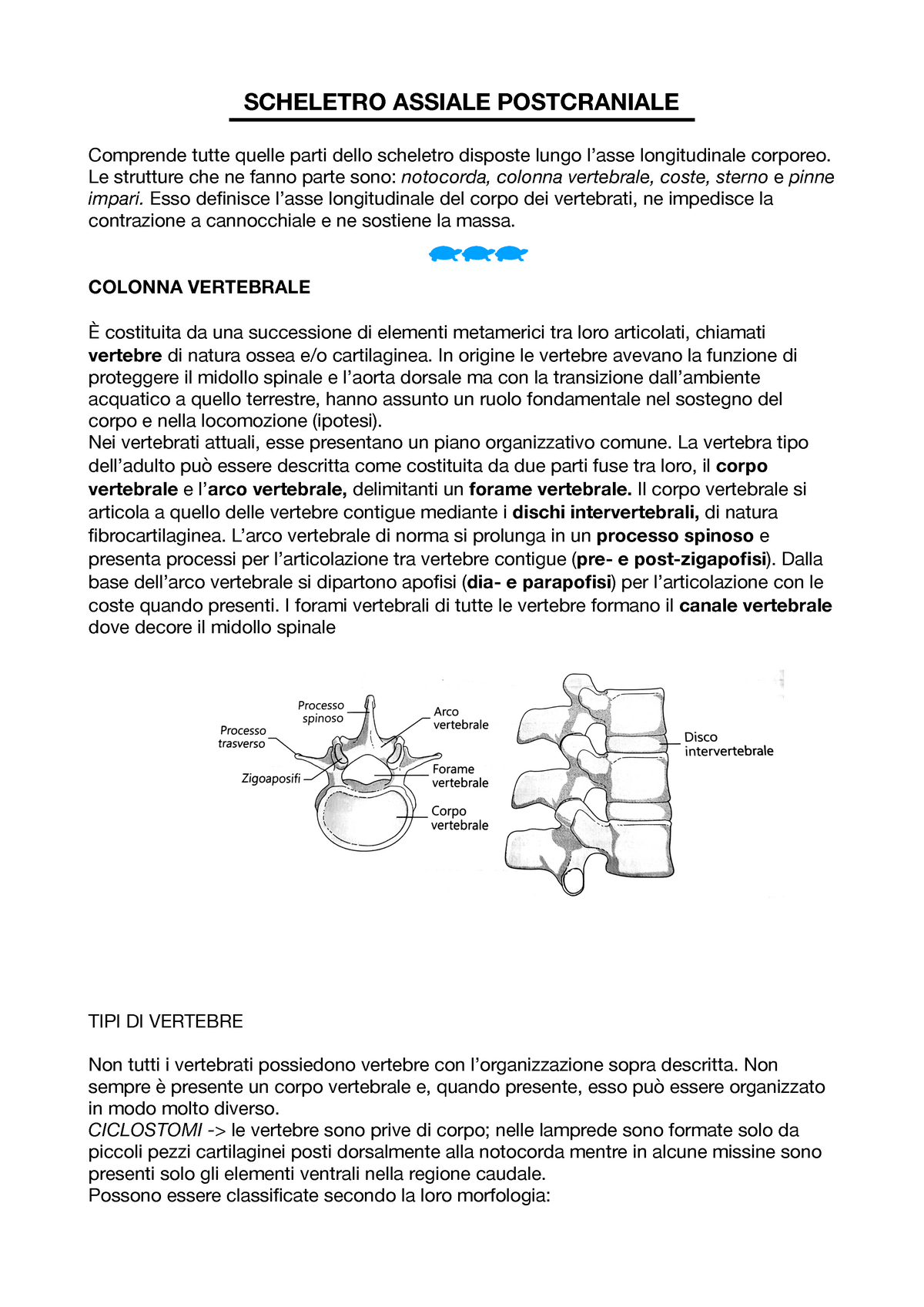 Scheletro Assiale E Appendicolare - SCHELETRO ASSIALE POSTCRANIALE ...