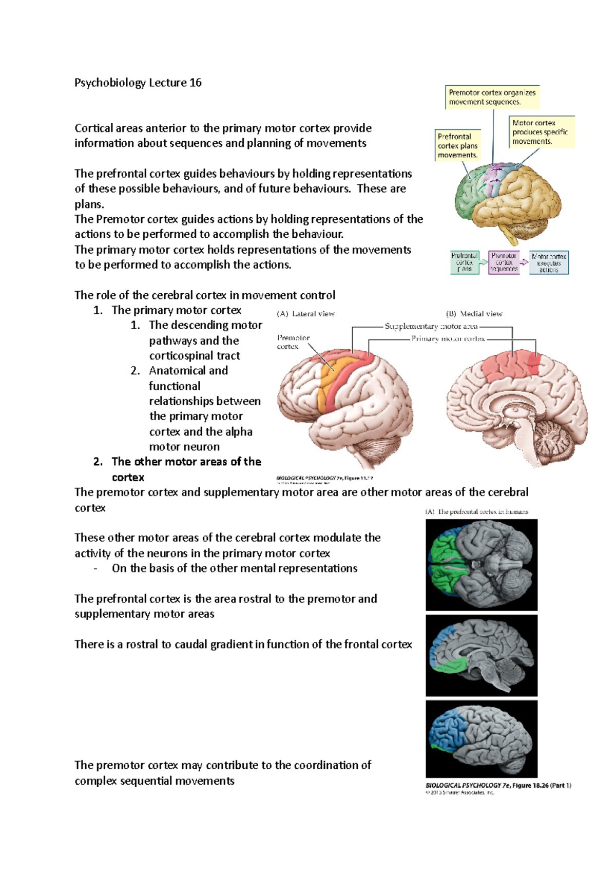 Psychobiology Lecture 16 - These are plans. The Premotor cortex guides ...