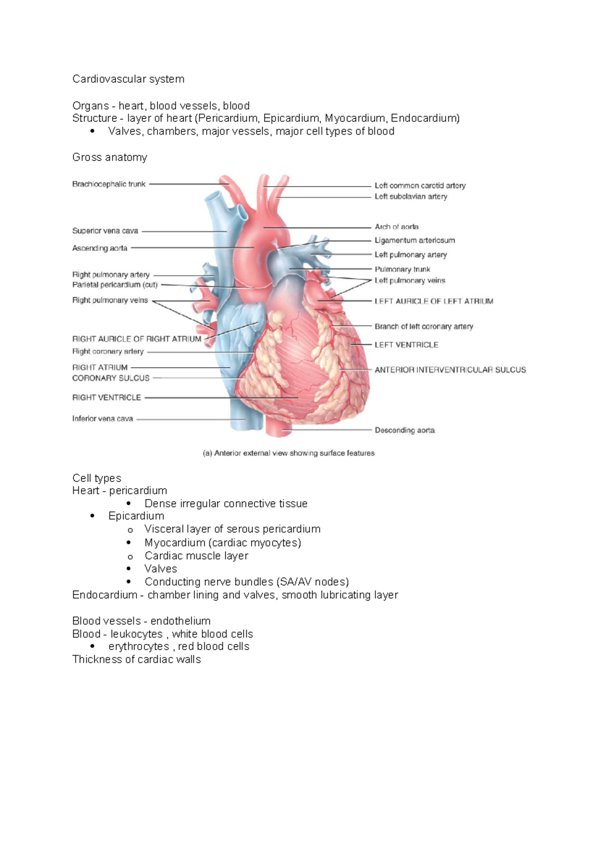 Cardiovascular System - Cardiovascular system Organs - heart, blood ...