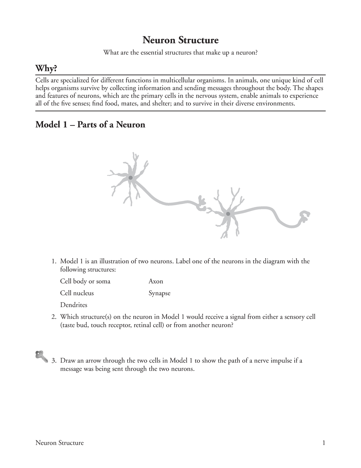 29 Neuron Structure S Lecture Notes 5 Eng 435 Ivc Studocu