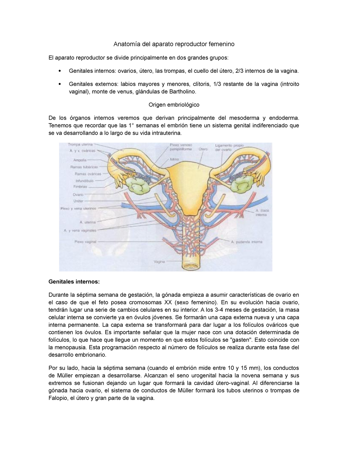Anatomía Del Aparato Reproductor Femenino Obstetricia Studocu