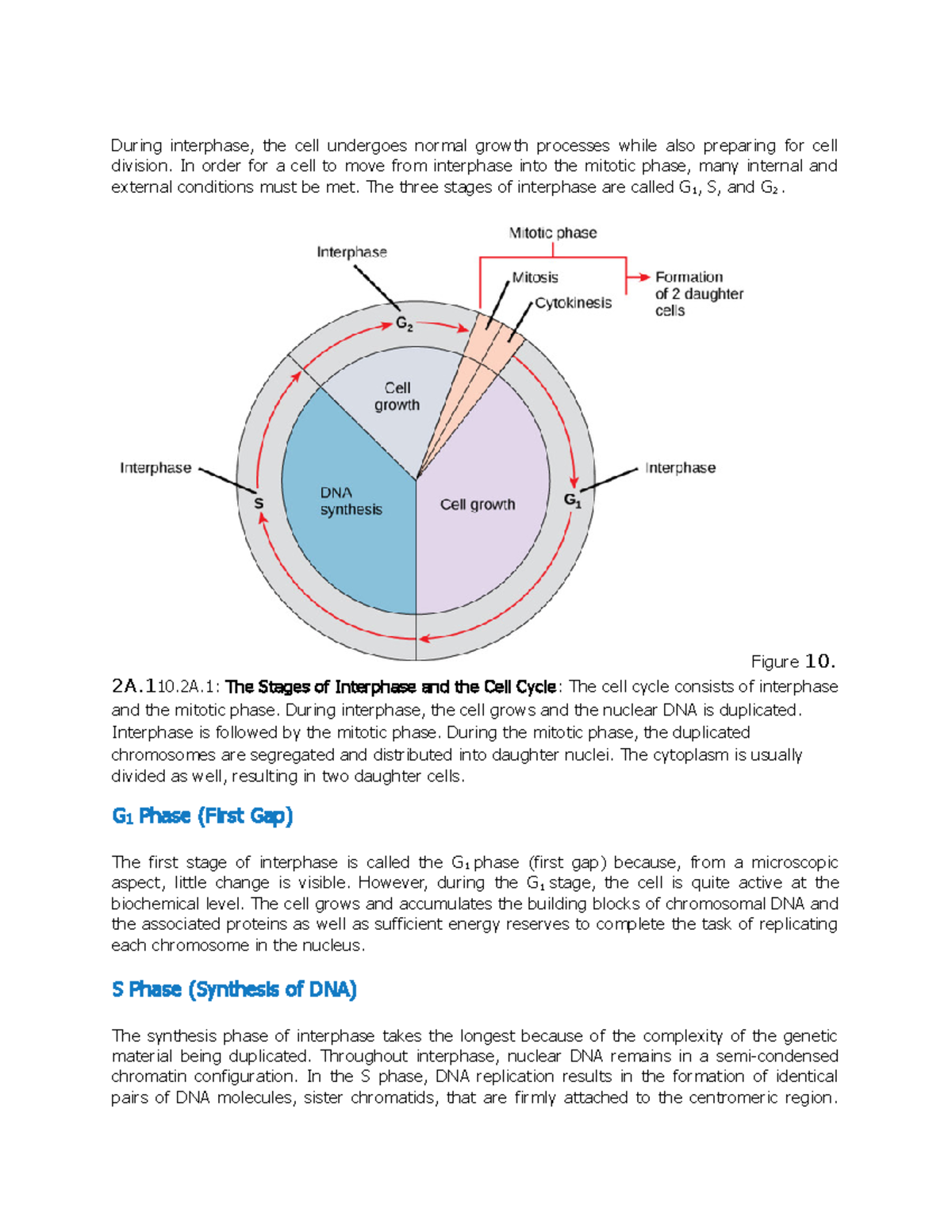 English word document 1 - During interphase, the cell undergoes normal ...