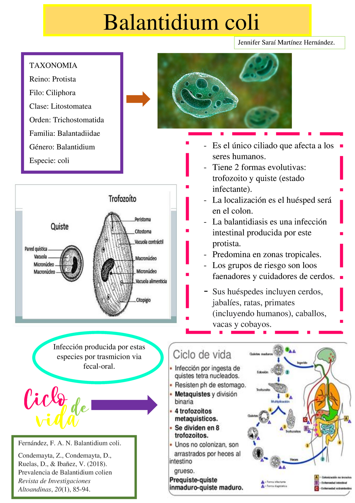 Infografia Balantidium Coli Taxonomia Reino Protista Filo | The Best ...