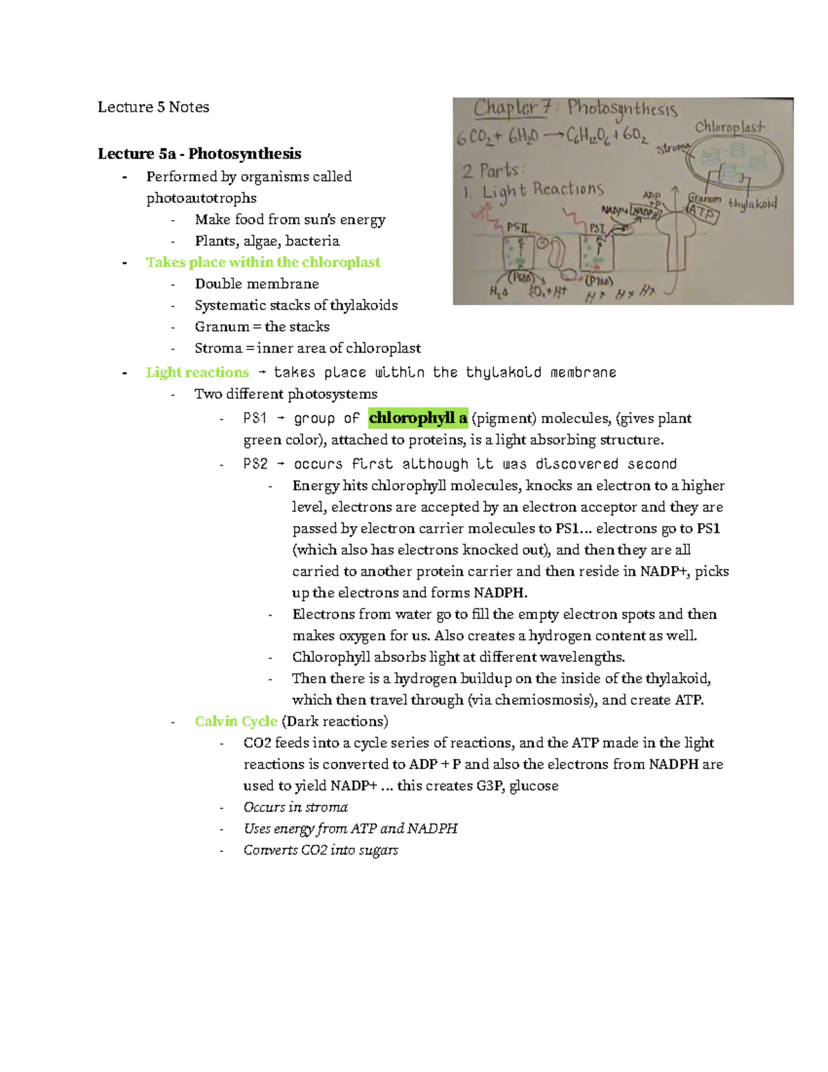 LS7A Lecture 5 Notes - Lecture 5 Notes Lecture 5a - Photosynthesis ...