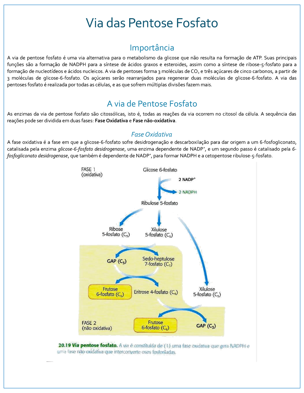 Resumo Bioqu Mica Via Das Pentose Fosfato Via Das Pentose Fosfato Import Ncia A Via De Pentose