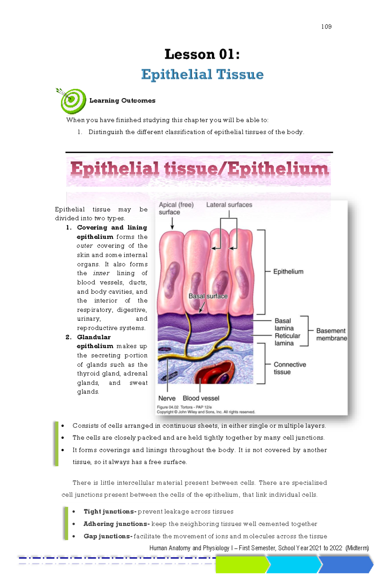 Tissue Level Module Lesson 1 - Learning Outcomes When you have finished ...