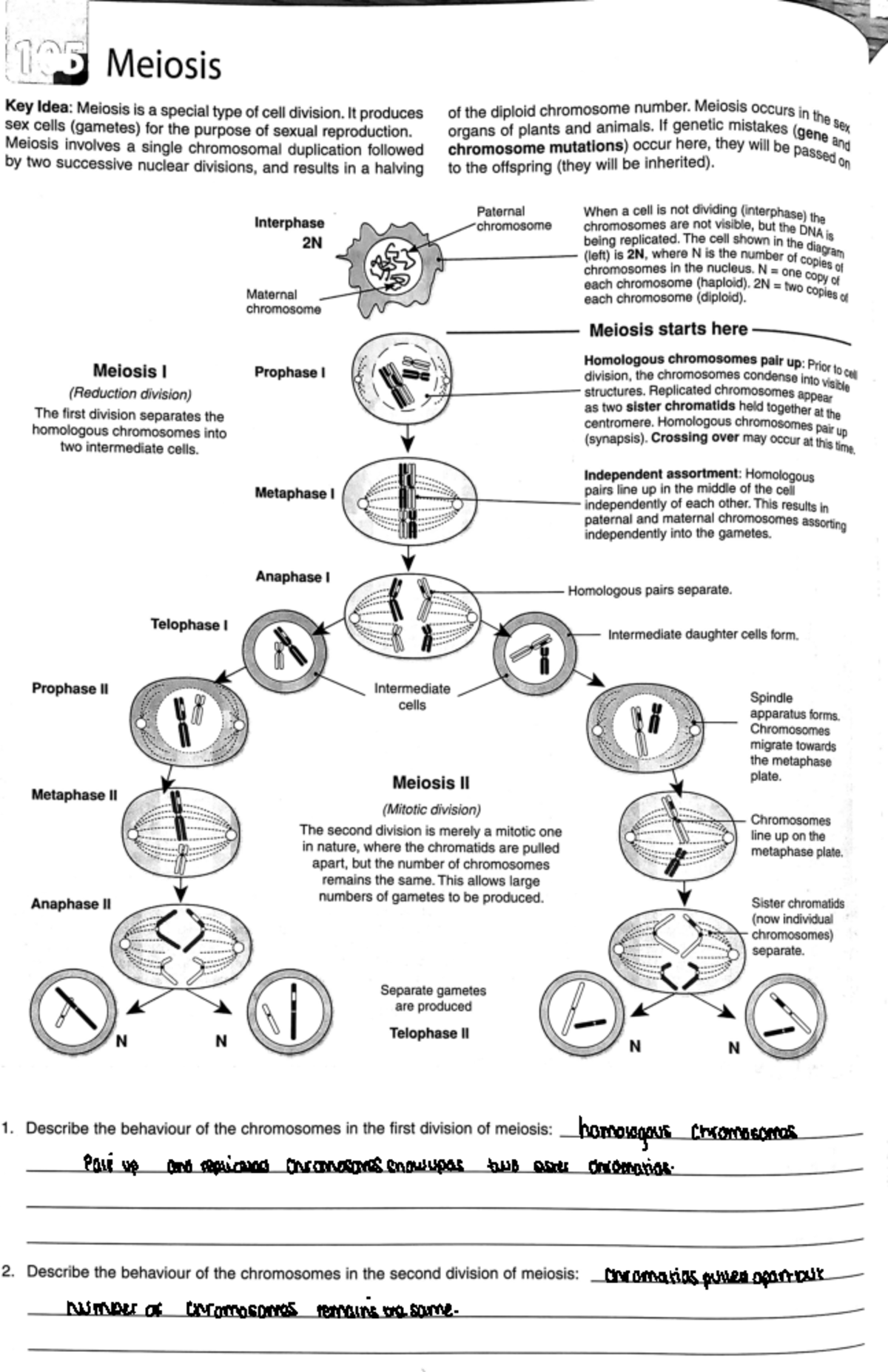 meiosis notes for snab biology alevle edexcel - 105 Meiosis Key Idea ...