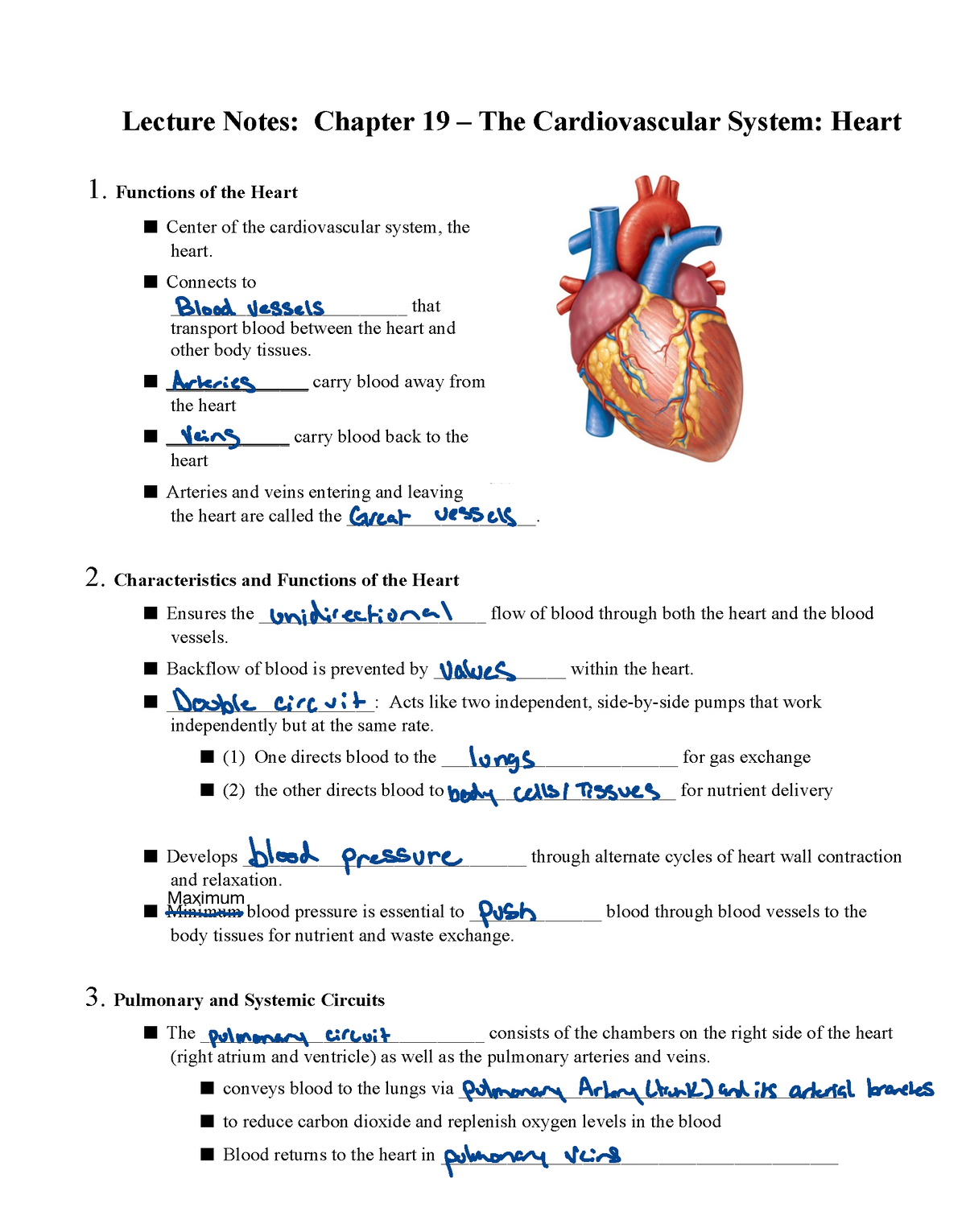 Biol 228 Lecture Cardio System Heart - Lecture Notes: Chapter 19 – The ...