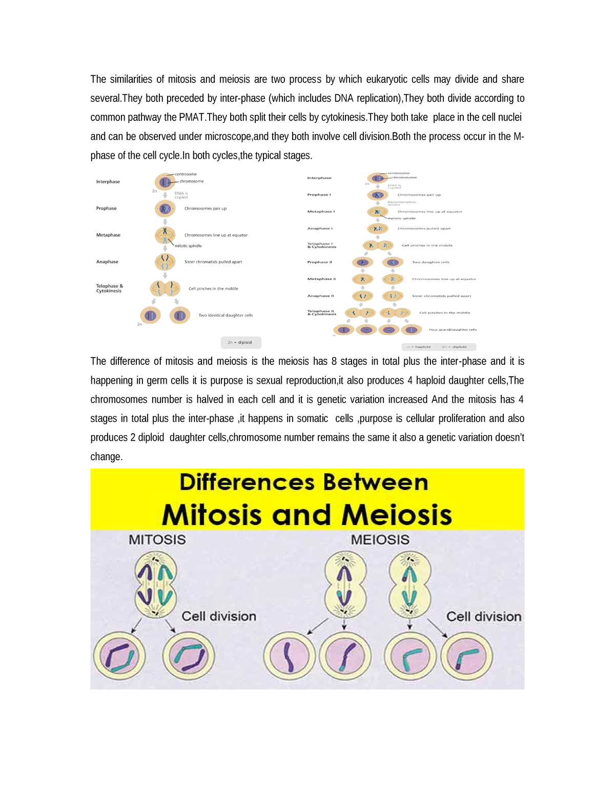 The Similarities Of Mitosis And Meiosis - The Difference Of Mitosis And ...