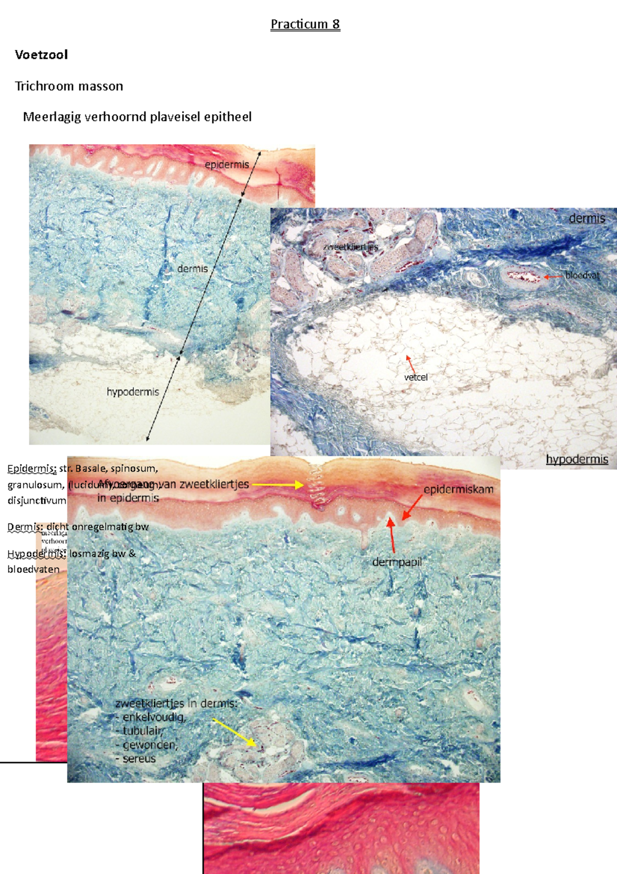 Practicum 8 huid - Practicum 8 Voetzool Trichroom masson Meerlagig ...