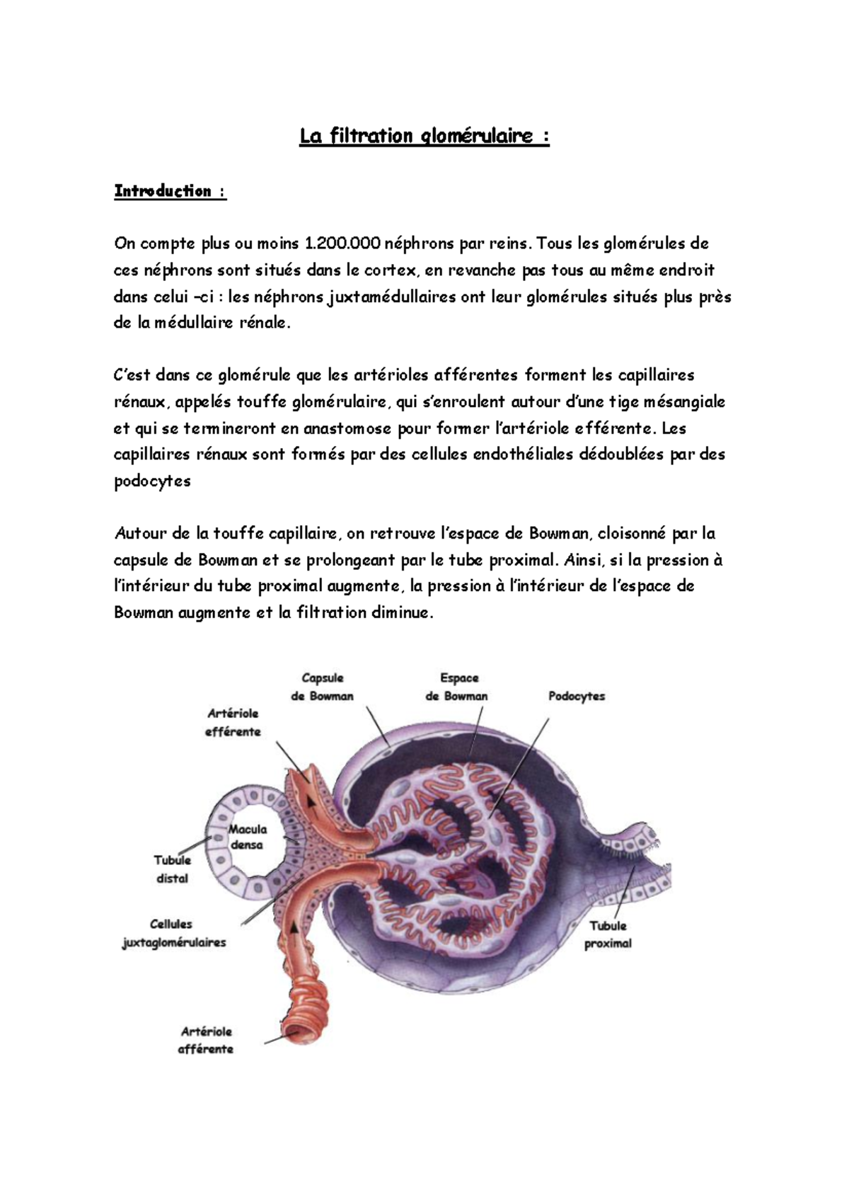 Nephro Biphy - Chapitre 2 - La Filtration Glomérulaire - Physiologie ...