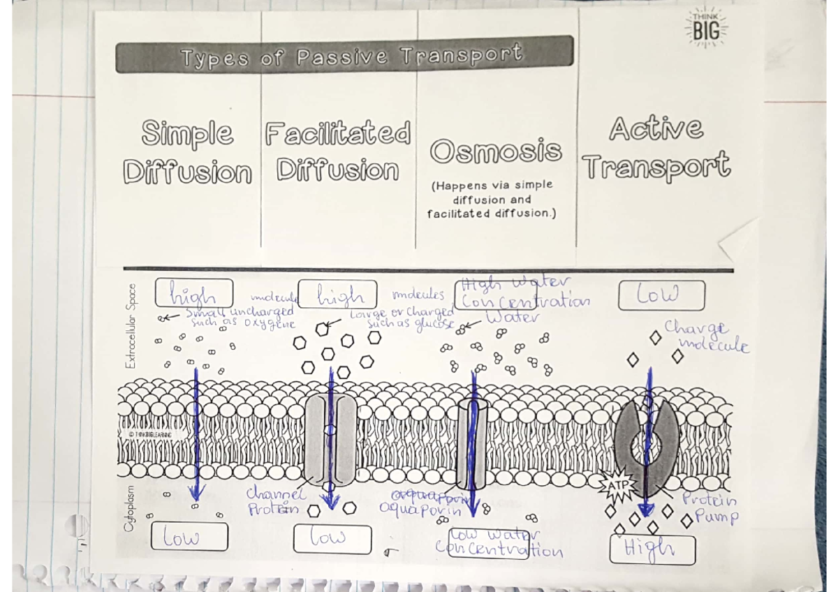 types-of-passive-transport-notes-bio-265-studocu