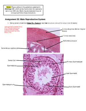 Lab 24 assignment FW22 23 - Lab Assignment 24: Ear Using a slide of the ...