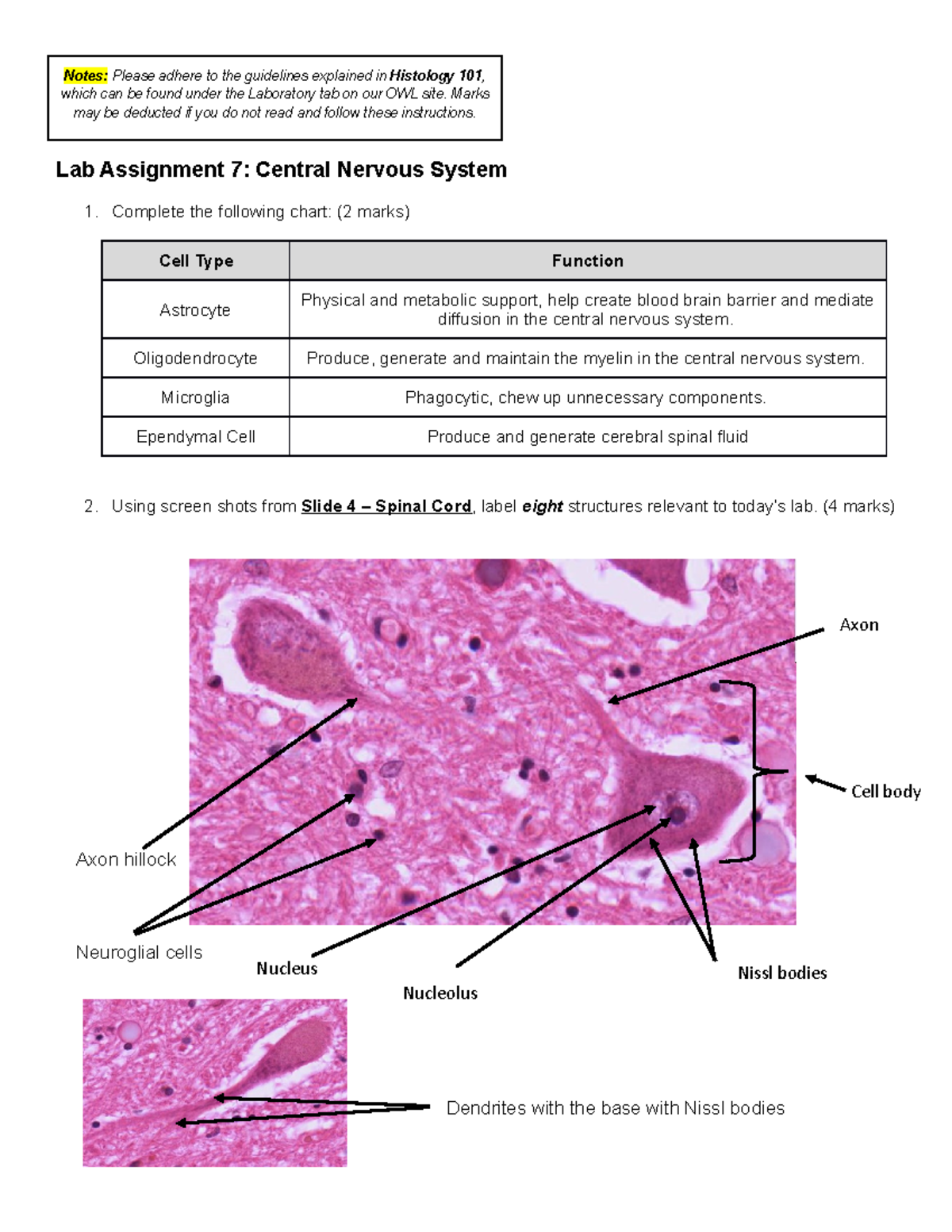 Lab Assignment 7: Central Nervous System - Notes: Please Adhere To The ...