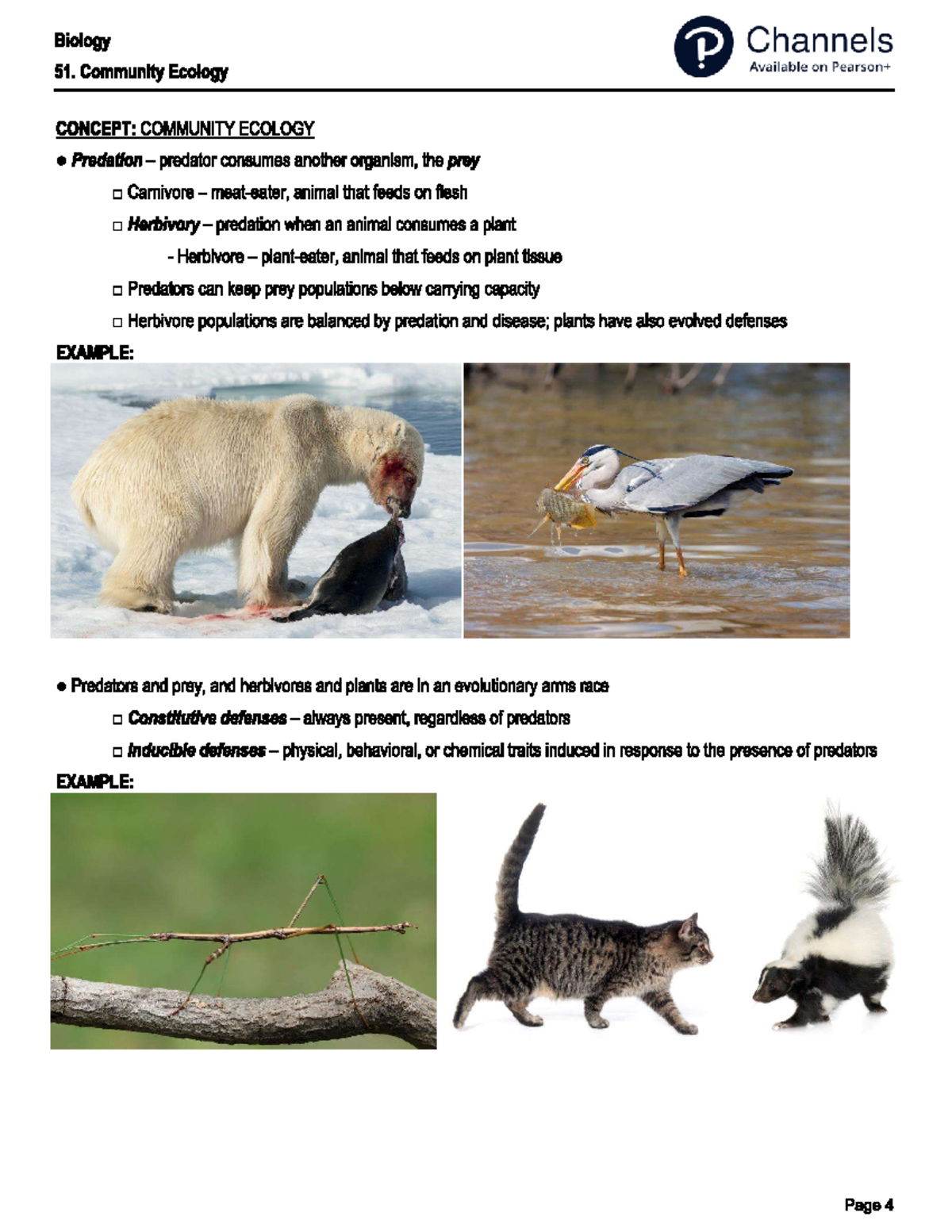Food chain - Lab ideas - Studocu