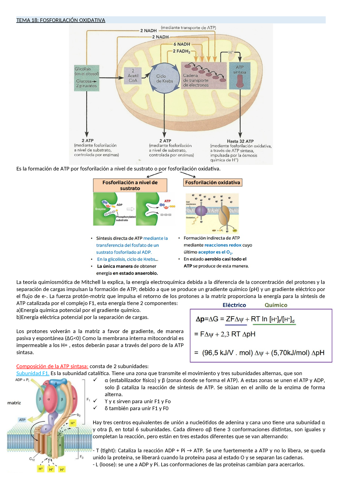 Tema 18 Apuntes Tema 18 FosforilaciÓn Oxidativa Es La Formación De