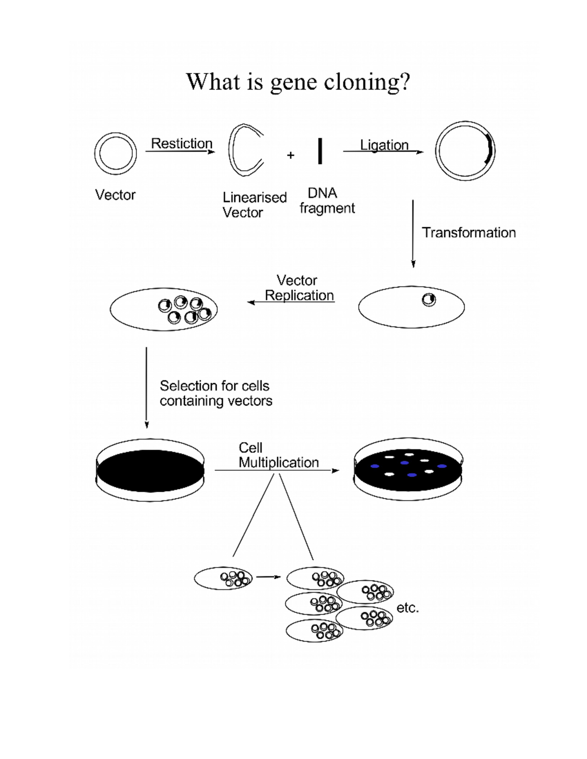 Handout Applied Molecular DNA MANIPULATION THE MOLECULAR TOOLS