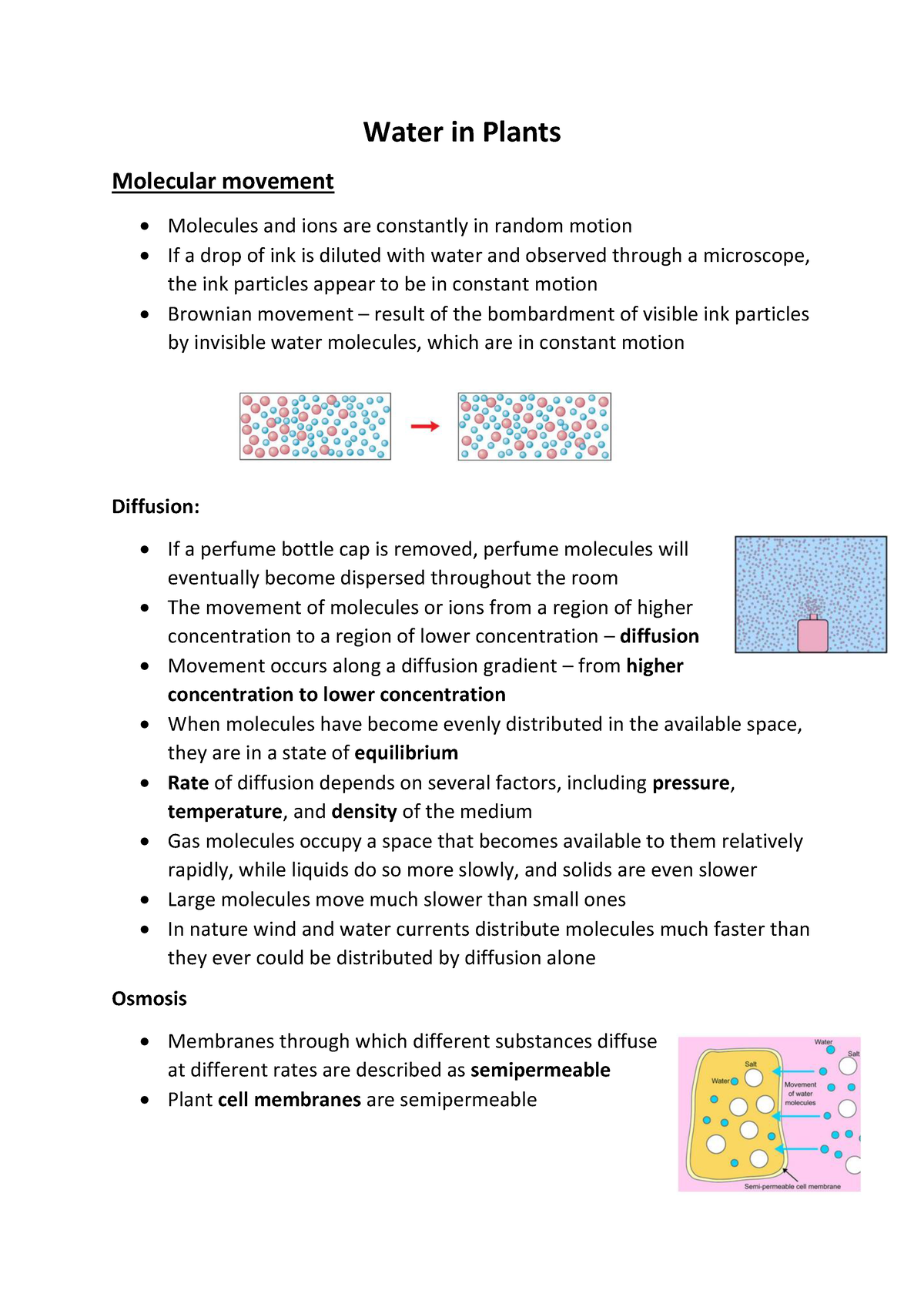 Water in plants - Water in Plants Molecular movement Molecules and ions ...