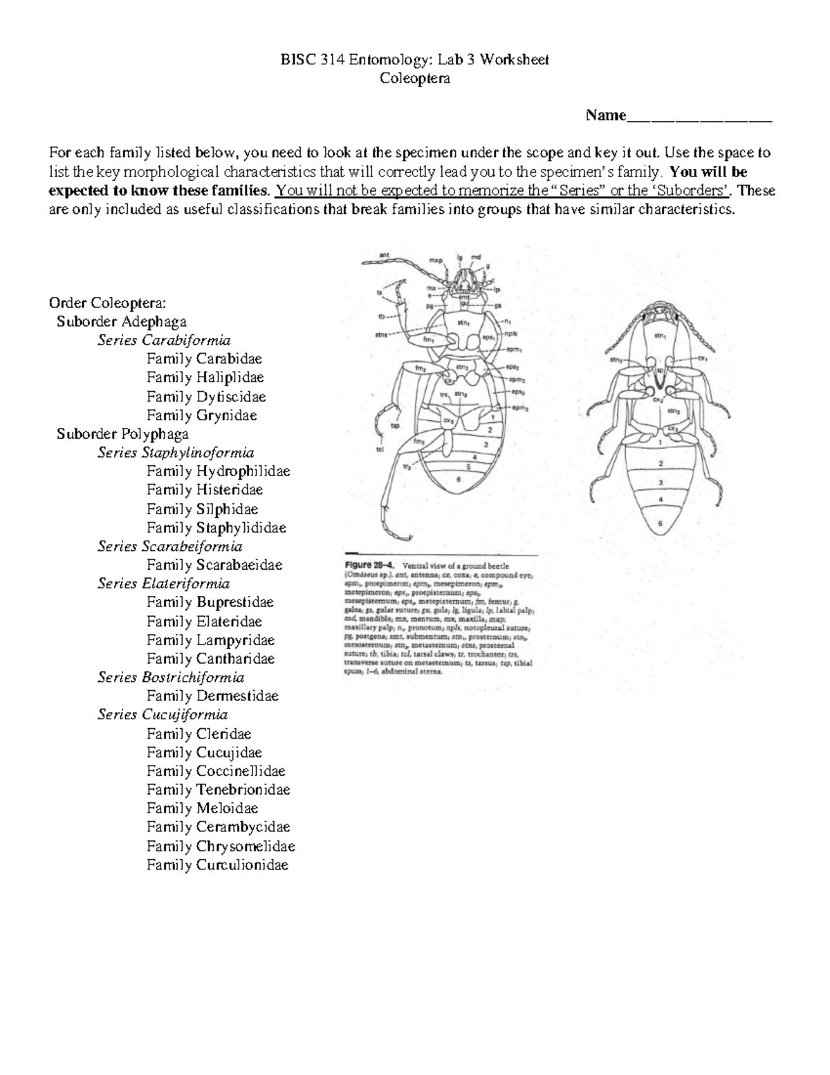 Lab3 Coleoptera Diptera Worksheet - BISC 314 Entomology: Lab 3 ...