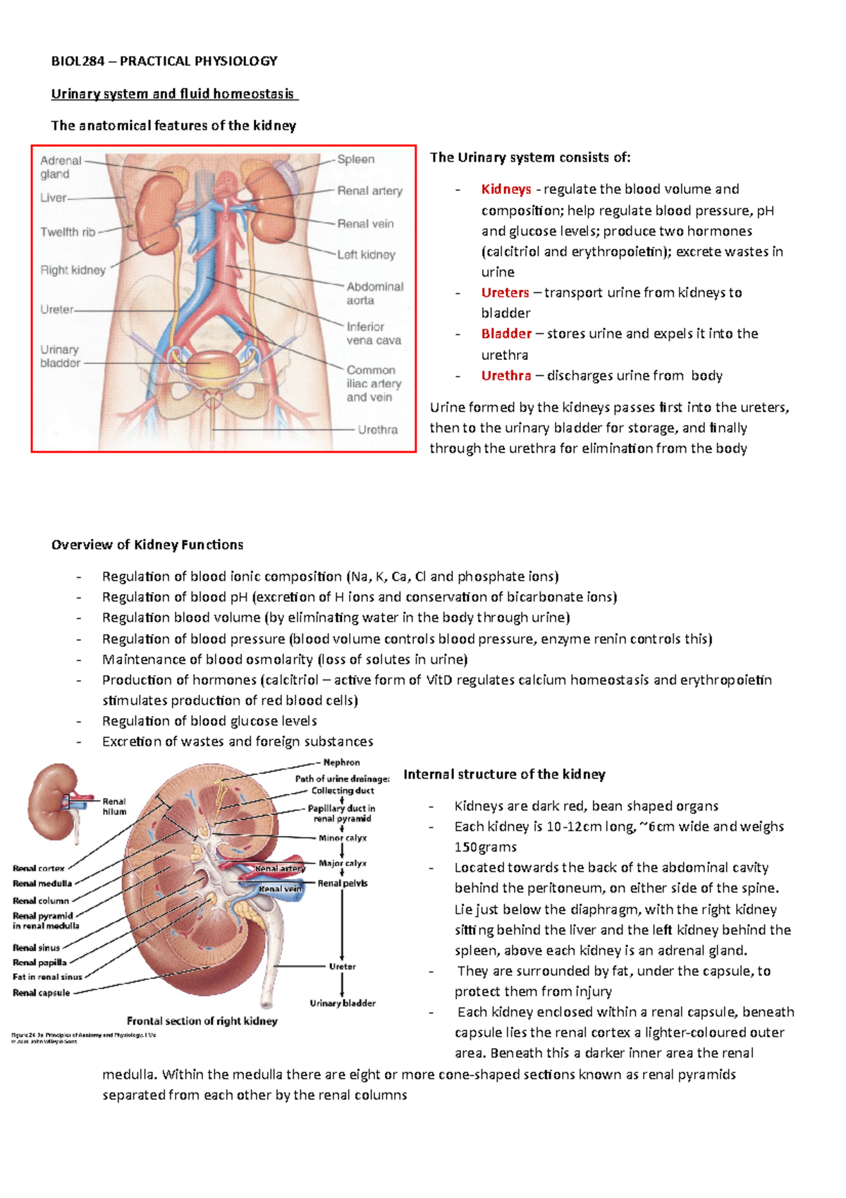 Urinary system notes for BIOL284 - BIOL284 – PRACTICAL PHYSIOLOGY ...