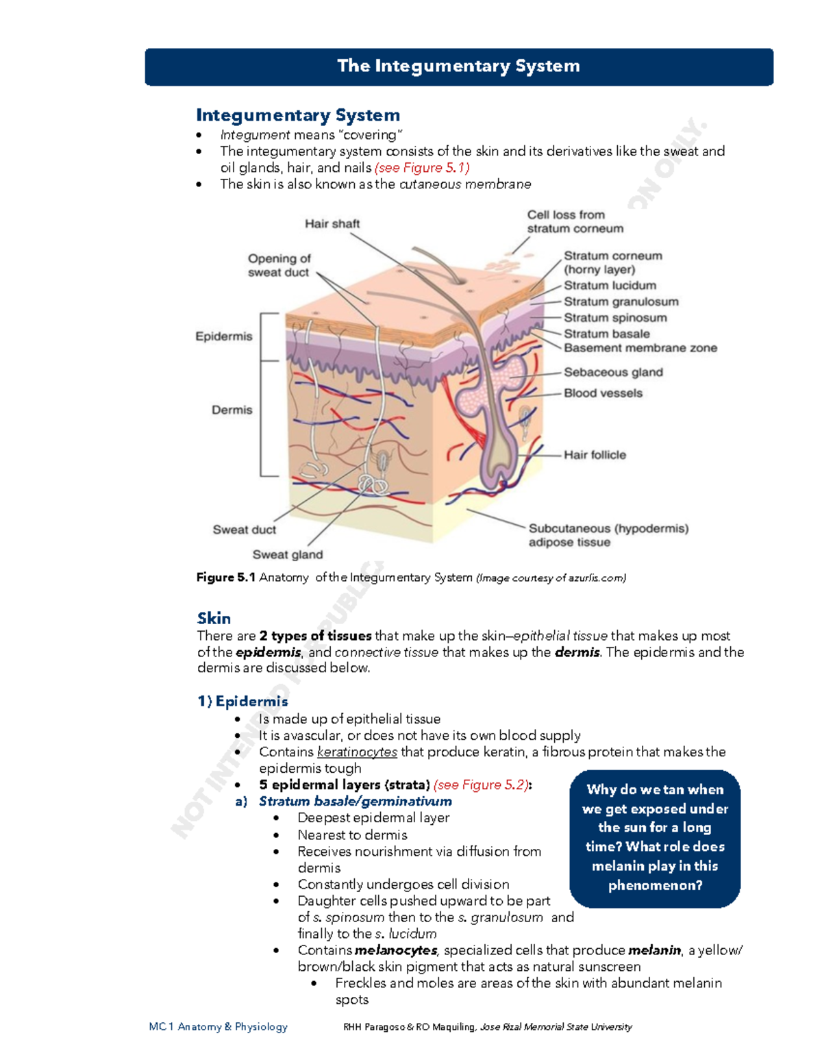 UNIT 5 Integumentary System Content - The Integumentary System ...