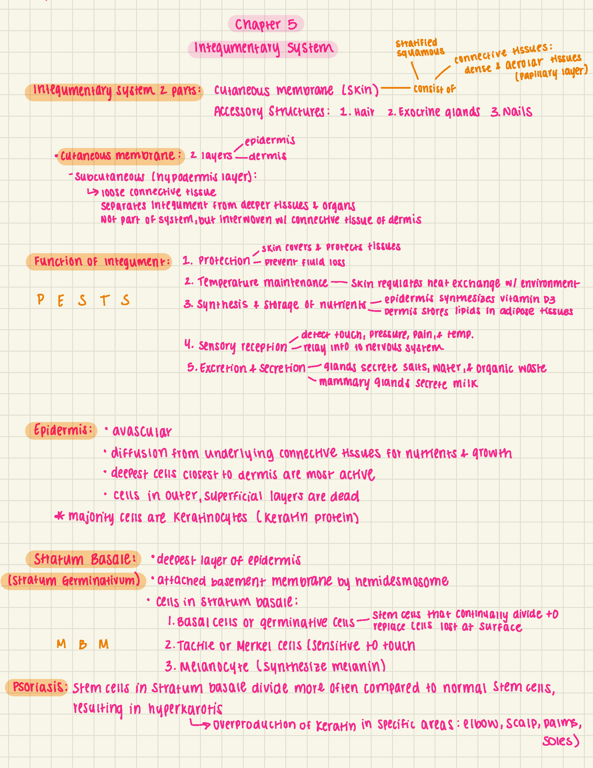 Chapter 5 Outline - Chapter 5 stratified Integumentary system squamous ...