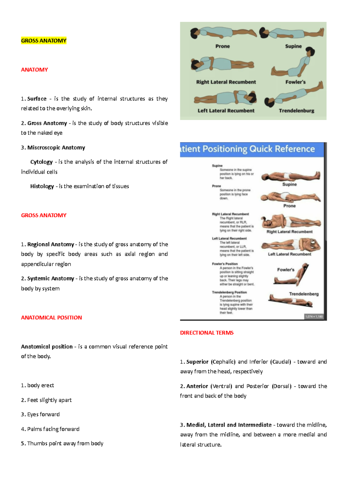 Reviewer Gross- Anatomy-and-Integumentary - GROSS ANATOMY ANATOMY ...