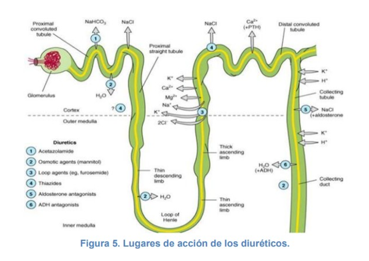 Farmacos Diureticos - Medicina Interna - UTA - Studocu