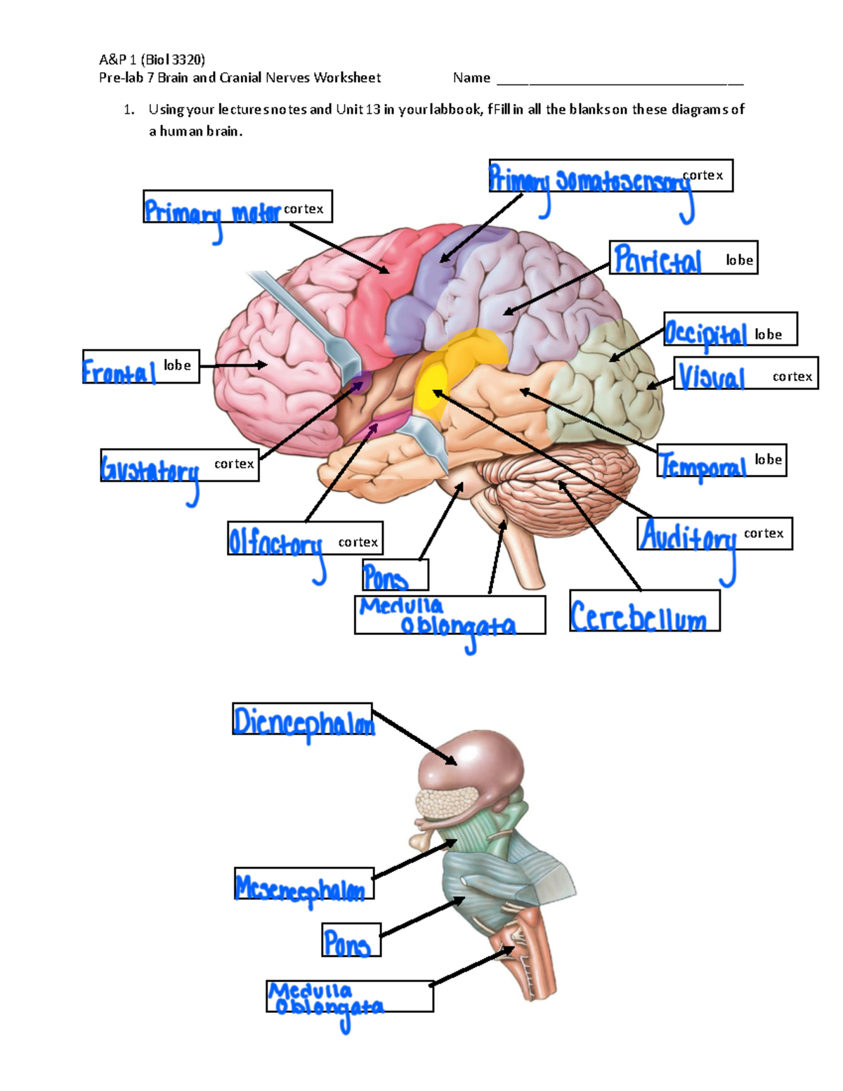 Pre-lab+7+brain+and+cranial+nerves - A&P 1 (Biol 3320) Pre-lab 7 Brain ...