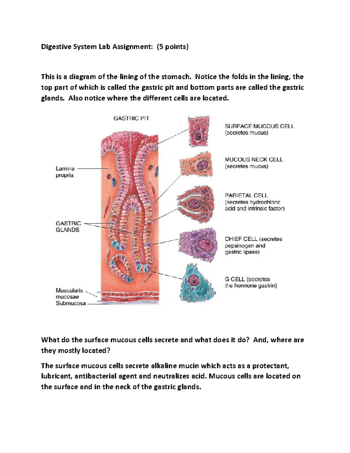 assignment on digestive system