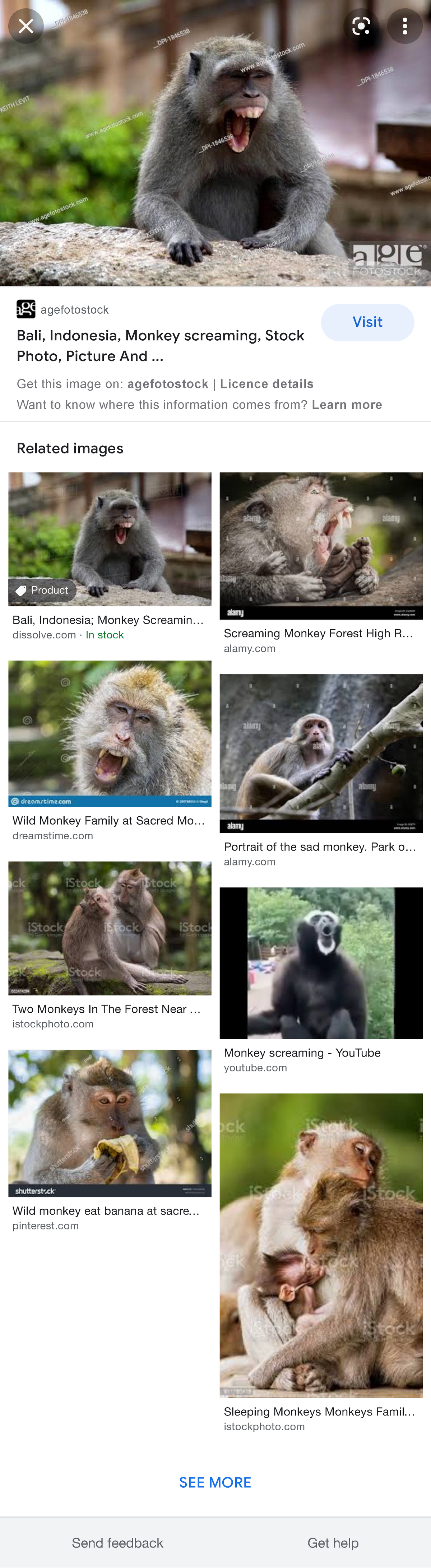 monkey bio image - agefotostock Bali, Indonesia, Monkey screaming ...