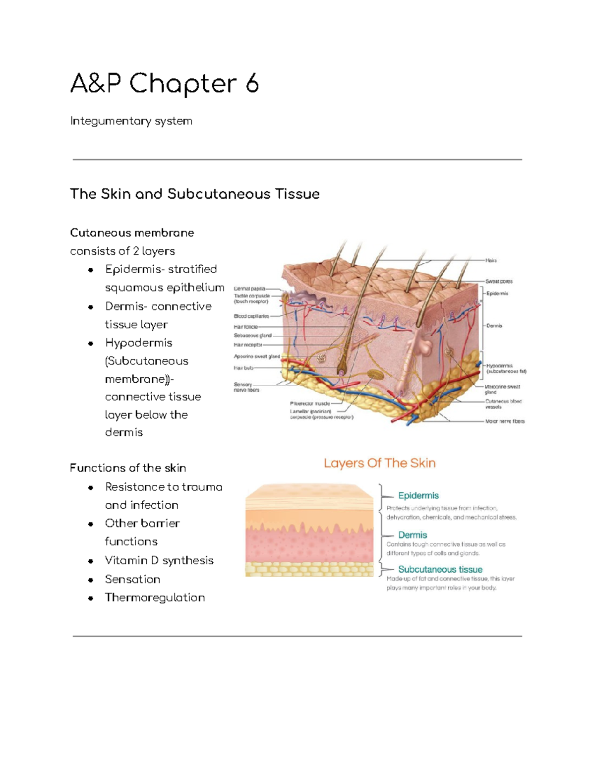 Anatomy And Physiology Chapter 6 Lecture Notes - ENGL 3403 - Fordham ...