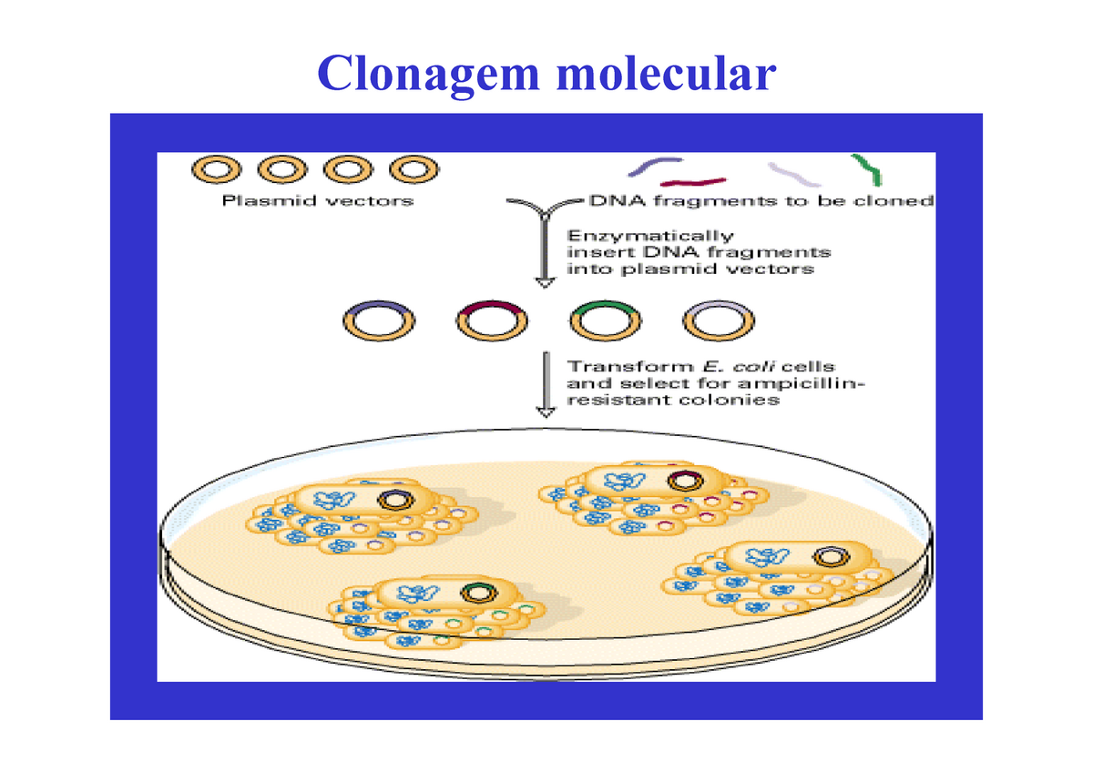 São Exemplos De Aplicações Da Técnica De Clonagem Molecular