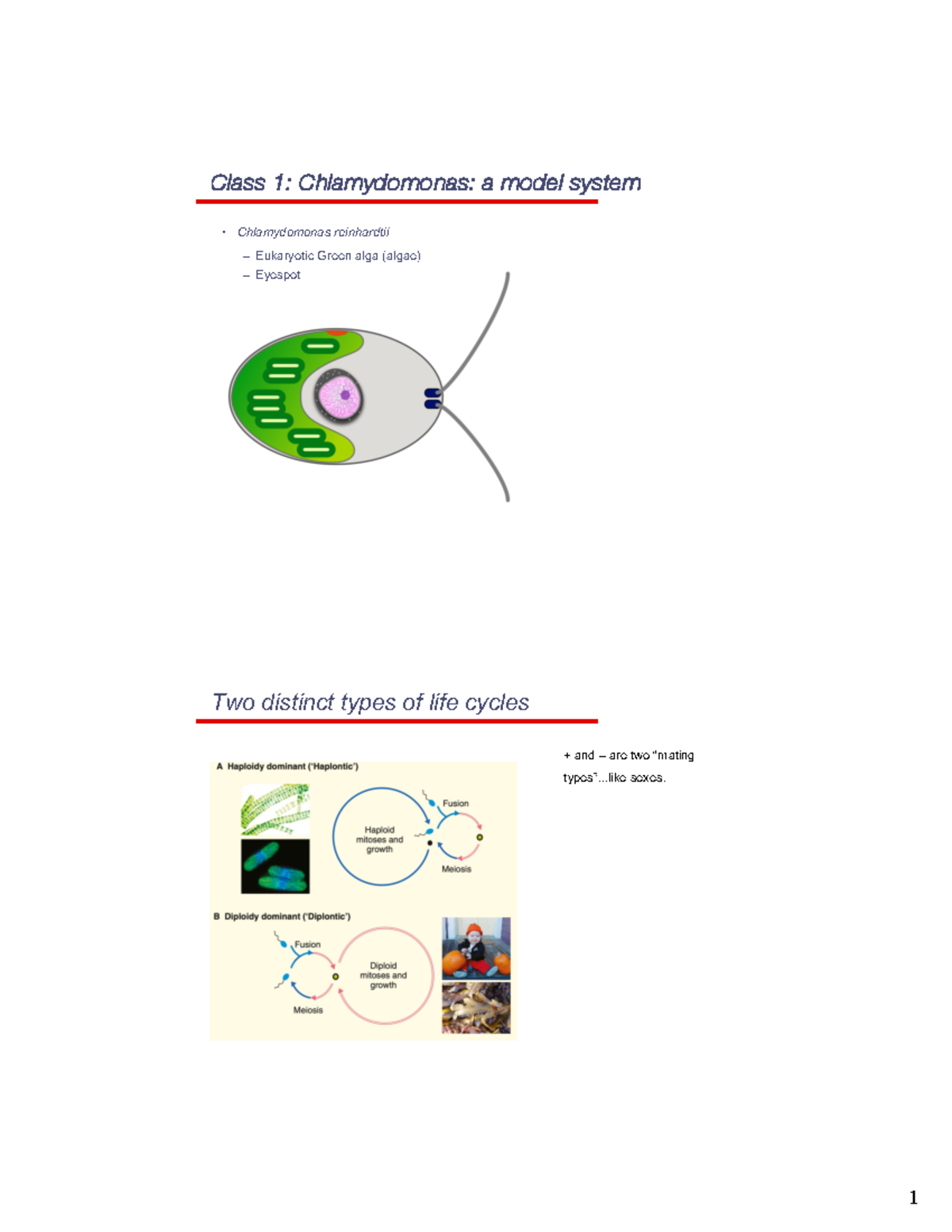 Class+1 Notes-1 - Dr. Maxwell - Class 1 : Chlamydomonas: a model system ...