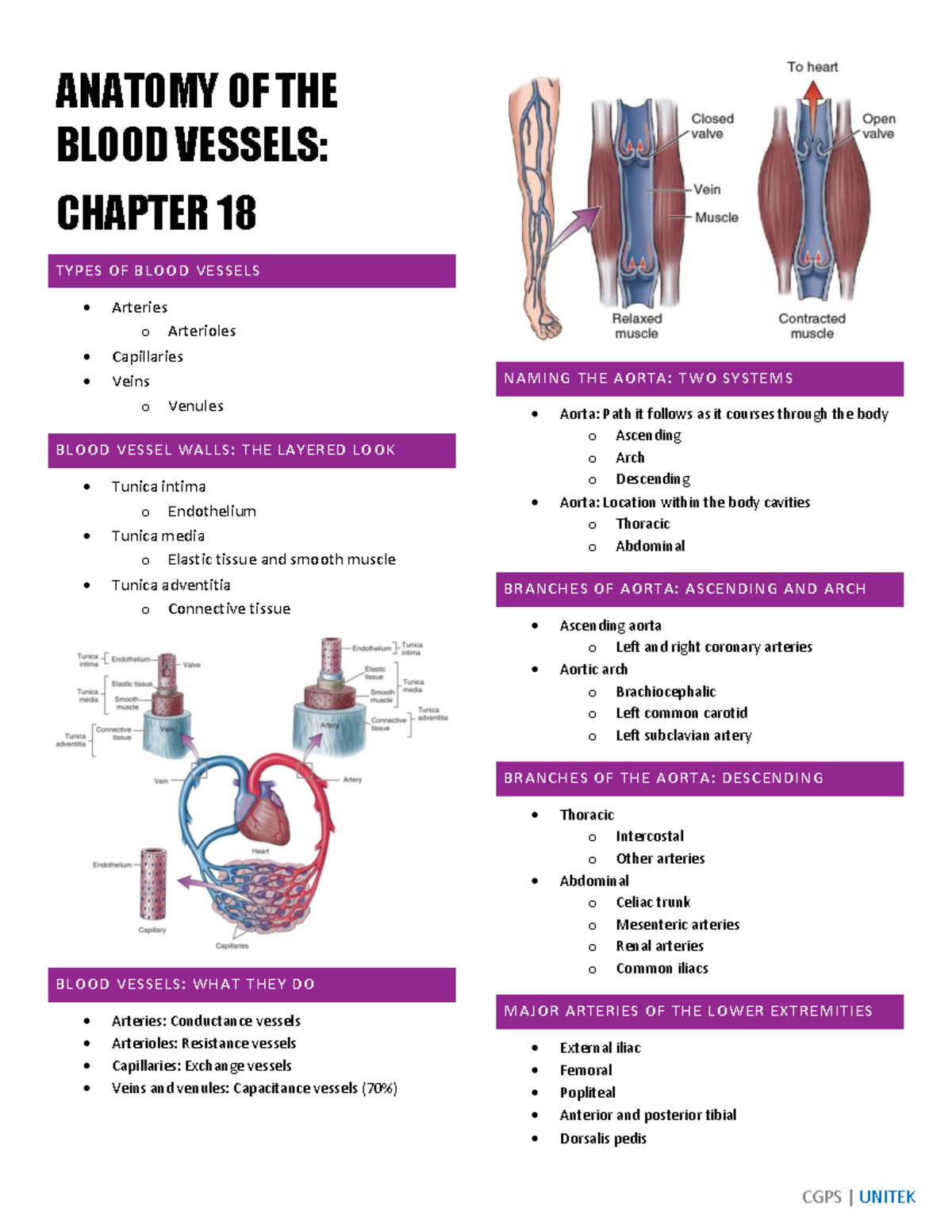 Blood Vessels Anatomy - Notes - CGPS | UNITEK ANATOMY OF THE BLOOD ...