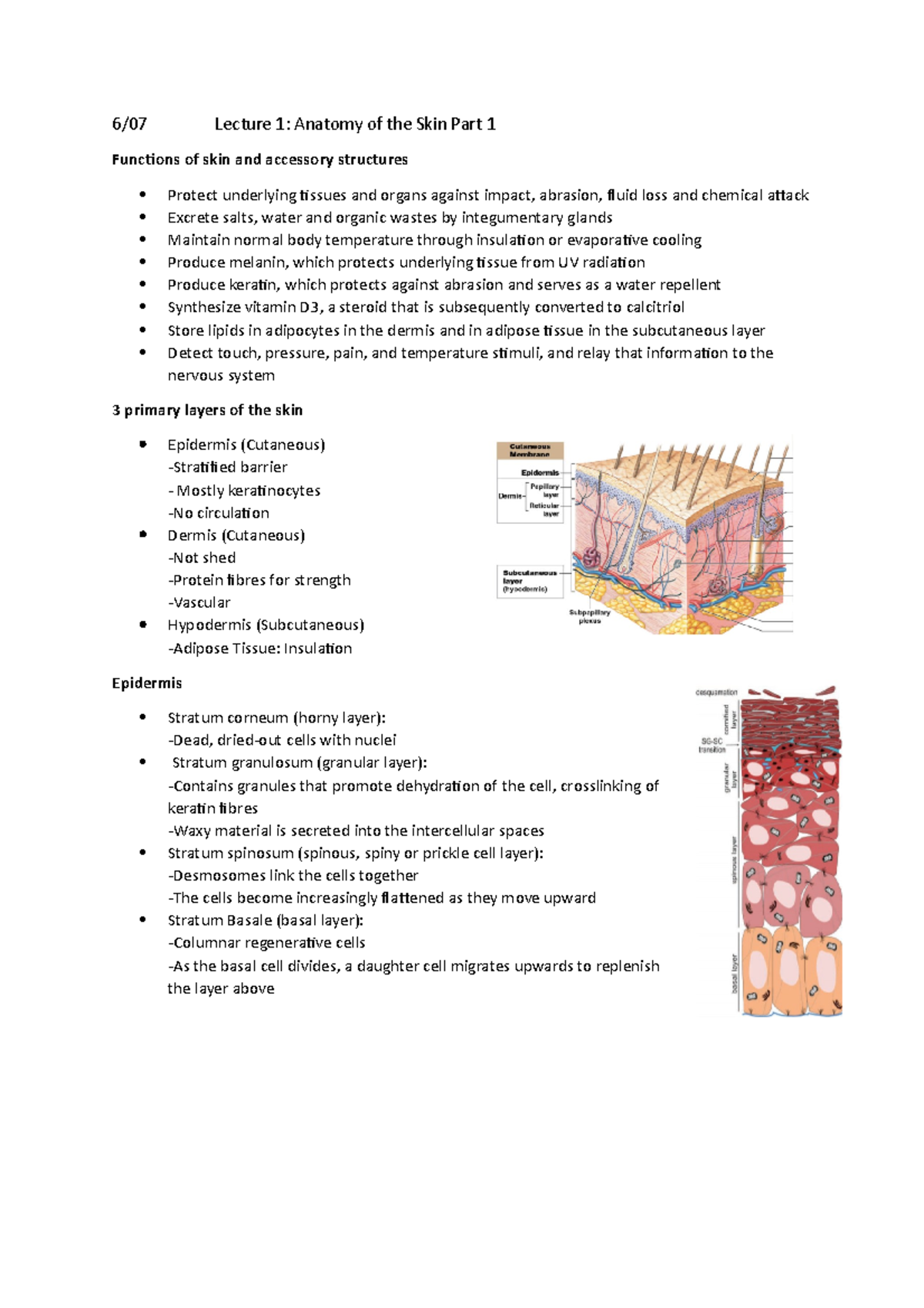 Lecture 1 - 6/07 Lecture 1: Anatomy of the Skin Part 1 Functions of ...