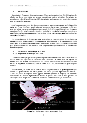 rencontre des cellules reproductrices chez les plantes à fleurs