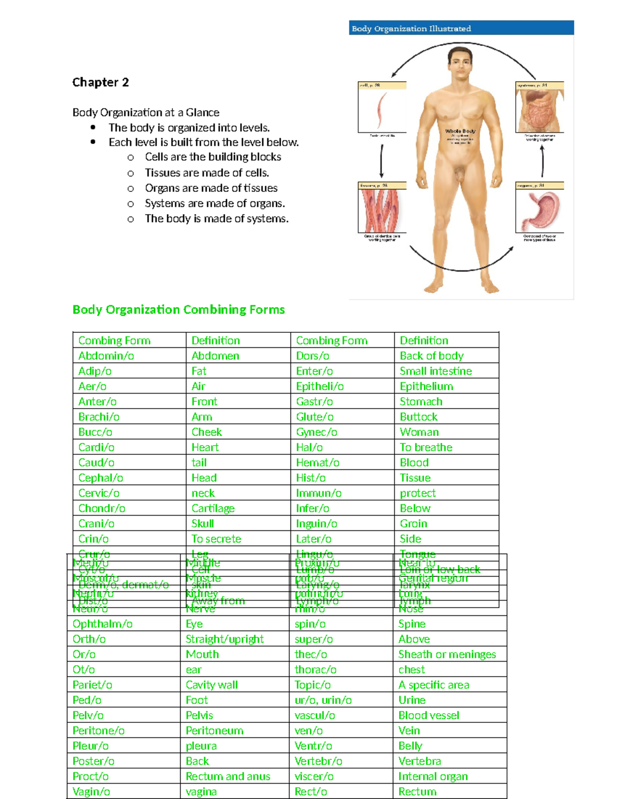 Chapter 2 - Chapter 2 Body Organization at a Glance The body is ...