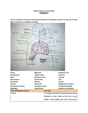 Human Anatomy - Lecture notes 1-5 - Anatomy And Physiology - Studocu