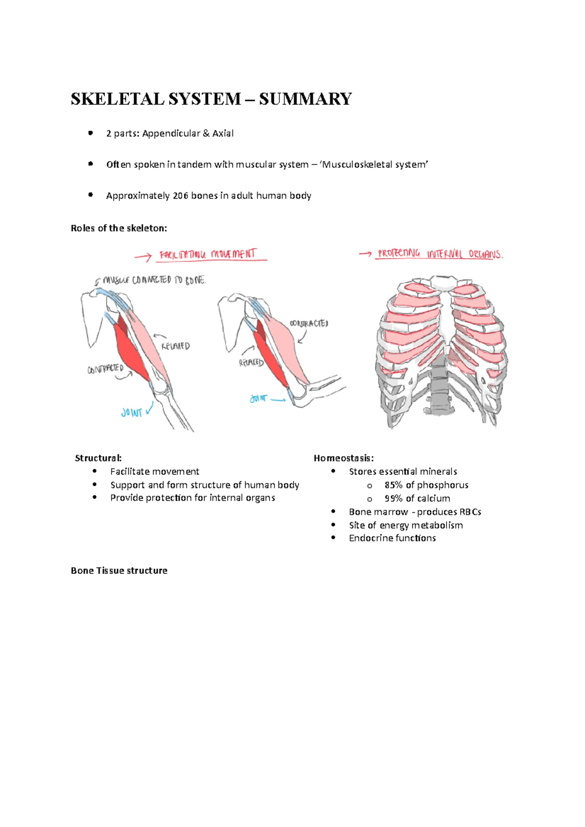 Skeletal System - MEDS1001 - SKELETAL SYSTEM – SUMMARY 2 parts ...