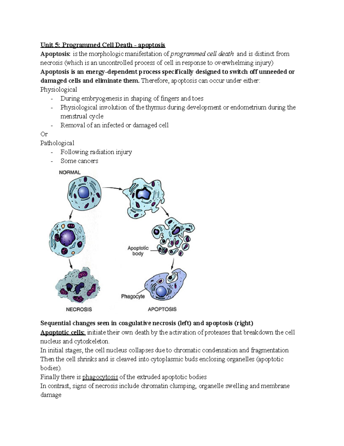 Unit 5 Programmed Cell Death - apoptosis vs necrosis - Unit 5 ...