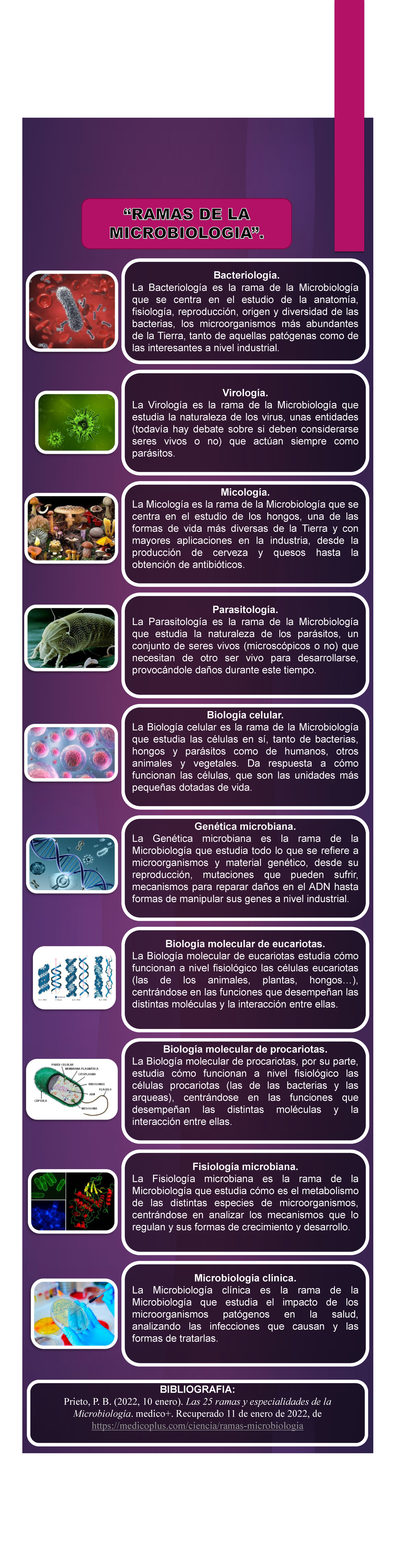 Reina Exitoso Abigarrado Ramas DE LA Microbiologia - Bacteriología. La Bacteriología es la rama de  la Microbiología que se - Studocu