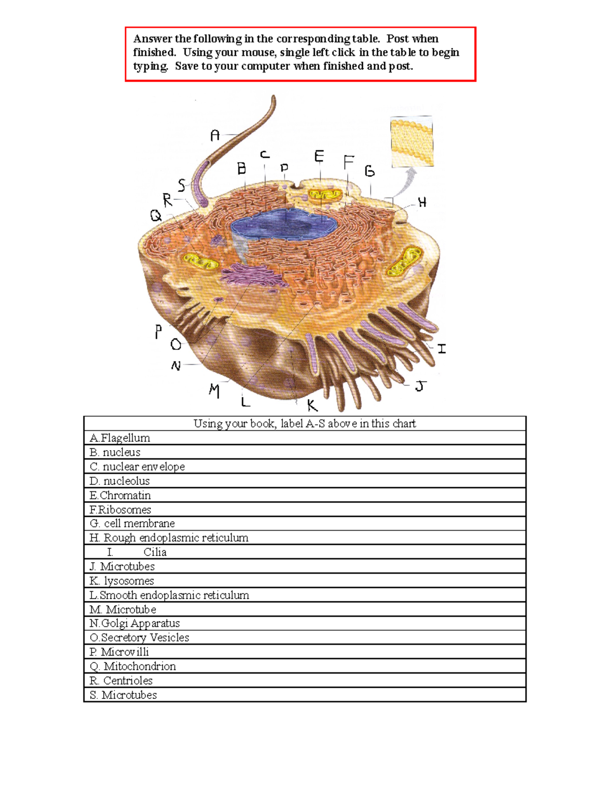 Cells - Skin- Using your book, label A-S above in this chart A B ...